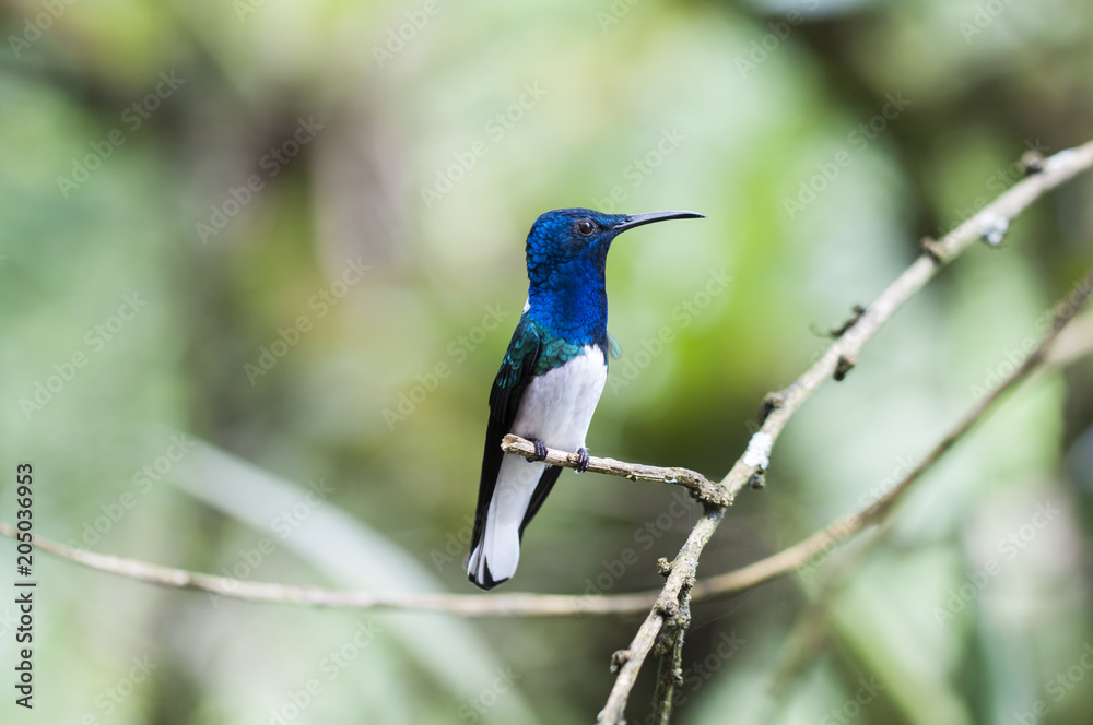 蓝蜂鸟（Trochildae）坐在树枝上/蓝蜂鸟
1483743570,乌克兰克里米亚旅游