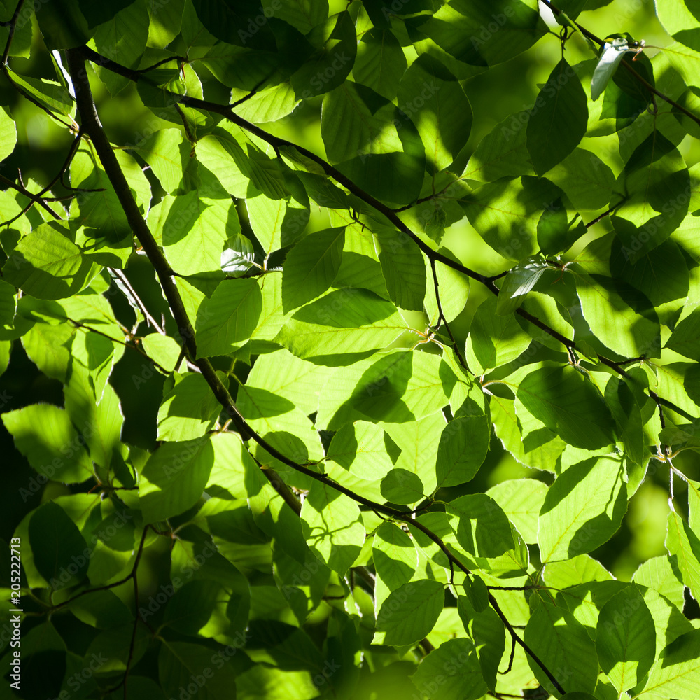 Square green foliage background