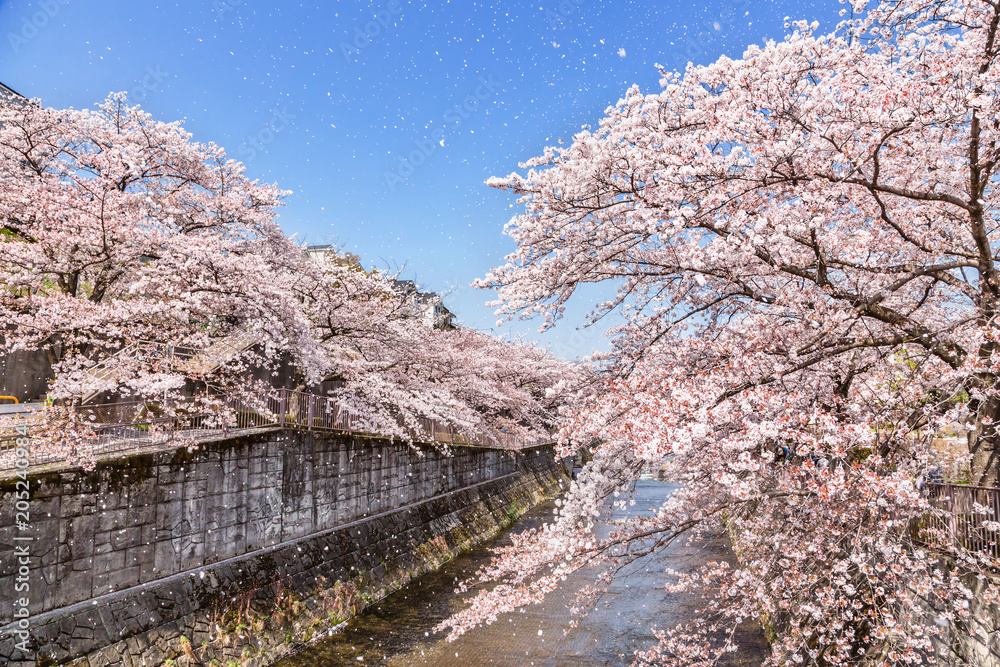 川沿いに咲く満開の桜