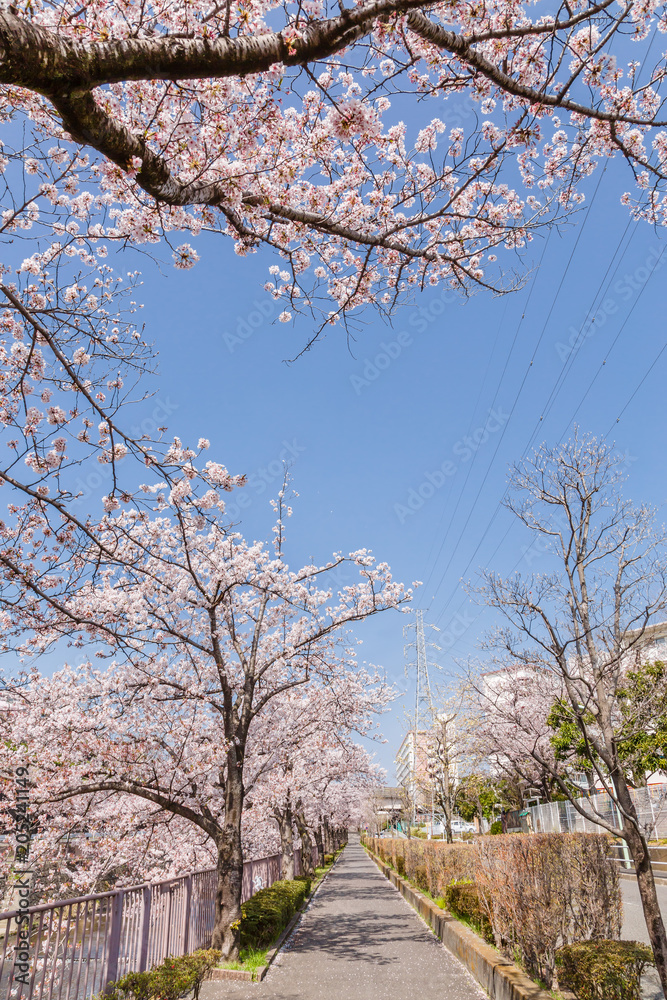 満開の桜