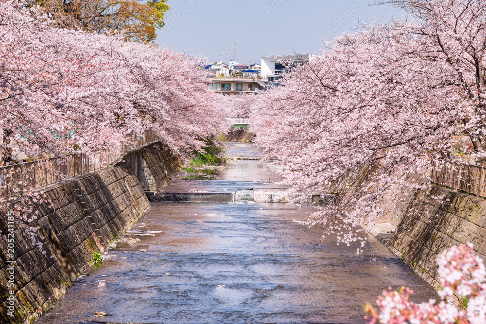 川沿いに咲く満開の桜