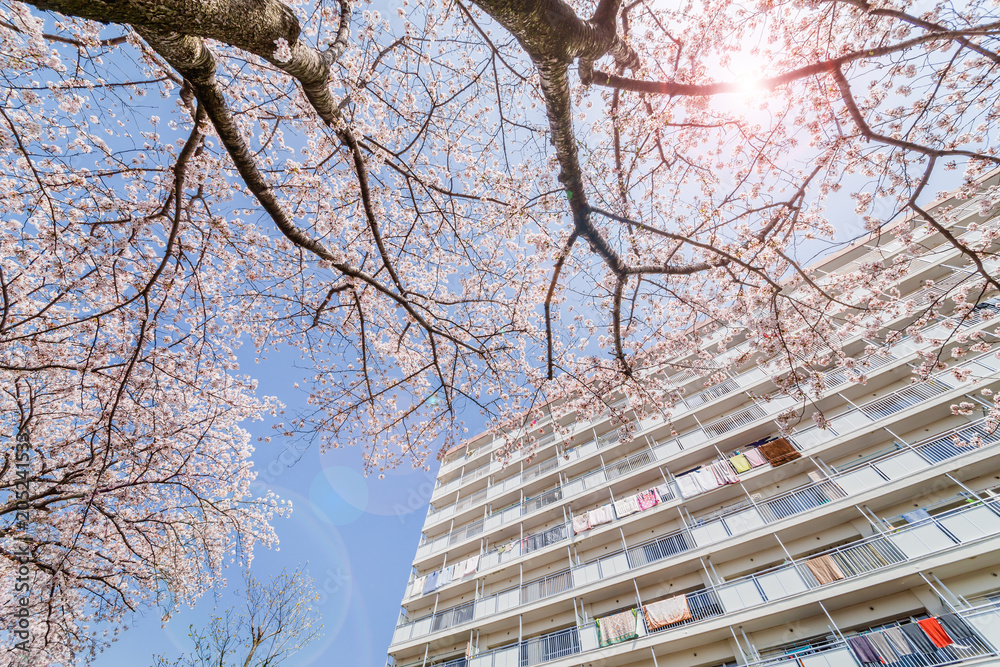 満開の桜