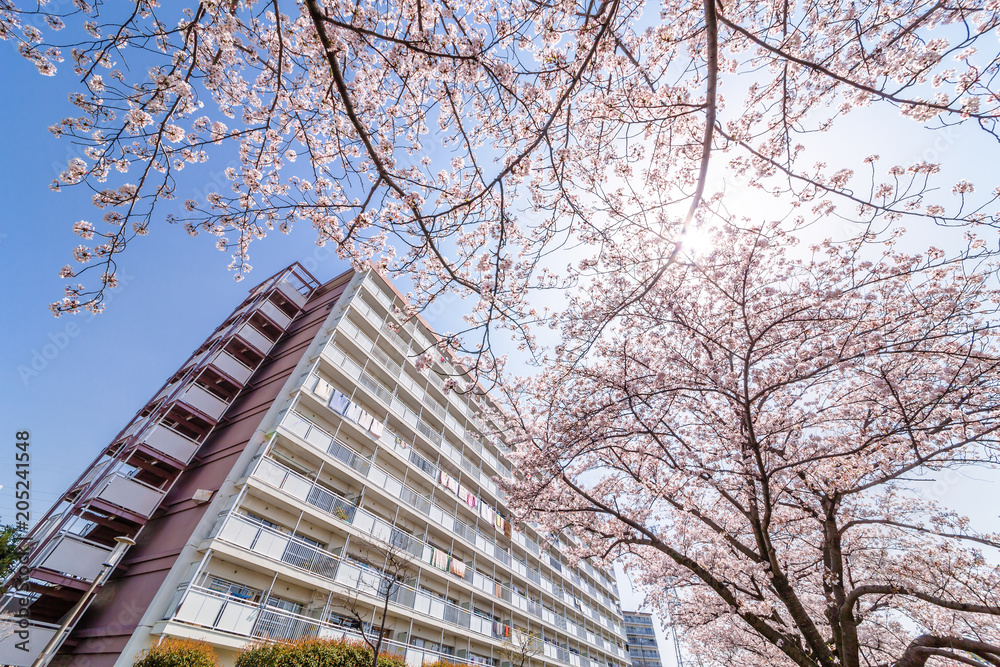 満開の桜