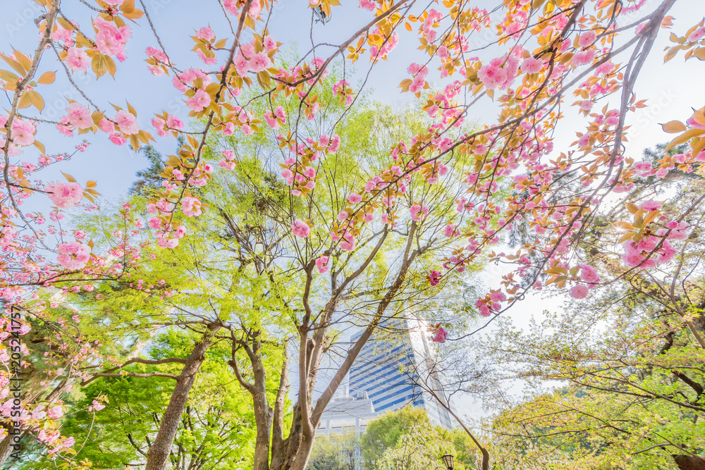 都会の桜