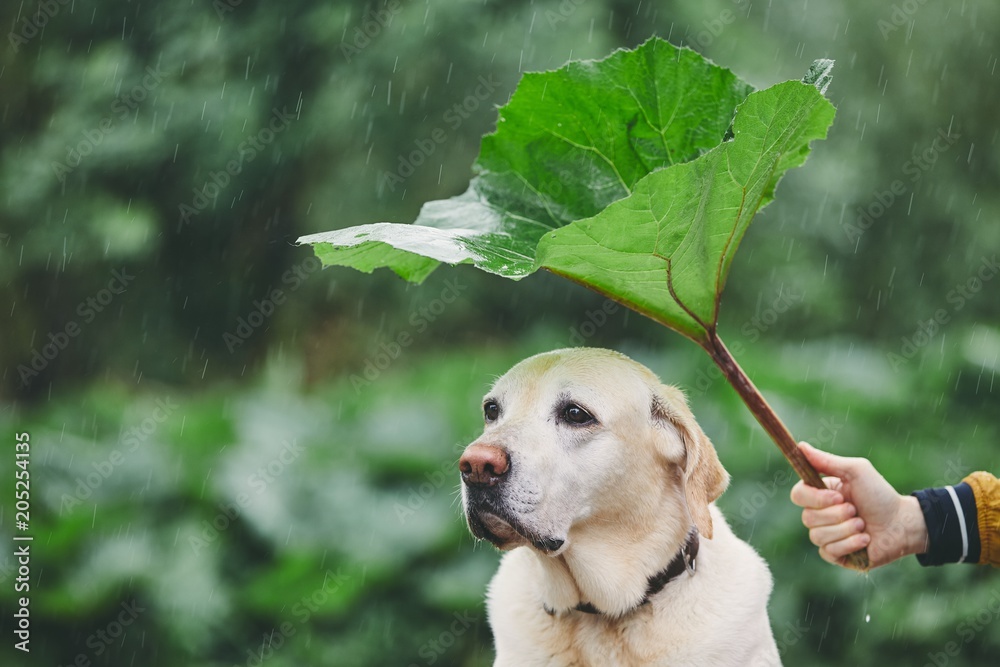 Rainy day with dog in nature