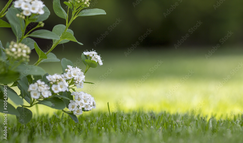 绣线菊以绿叶为背景开出白色花朵。一种用于景观设计的观赏植物，