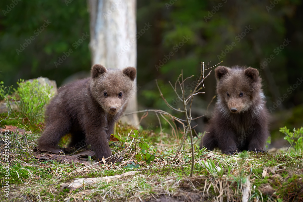 Wild brown bear cub closeup