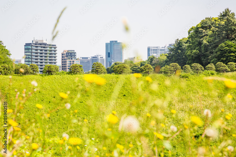 東京都市部の自然