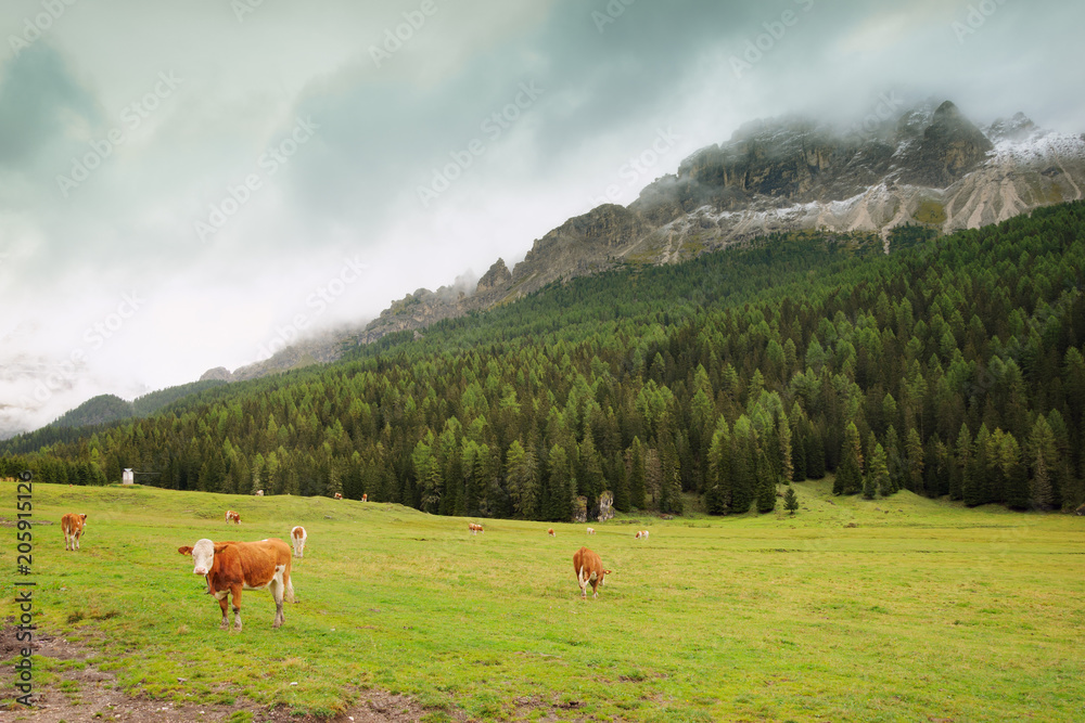 Italian Dolomites mountain landscape with grazing cows