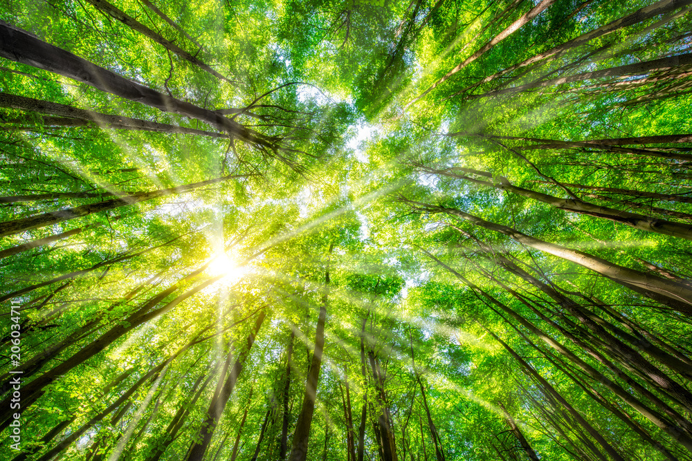 Grüne Blätter im Wald im Sommer mit Sonnenstrahlen durch die Wipfel