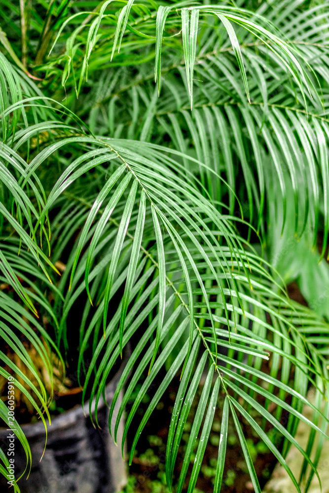 abstract pattern with green leaf close up in greenhouse