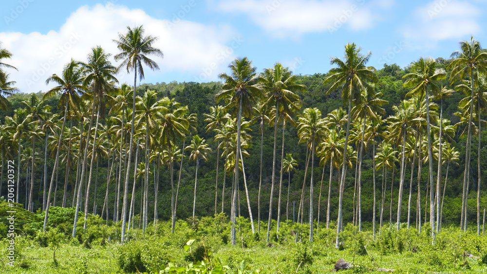 Lush tall palm trees growing towards the sun on exotic island in sunny Pacific