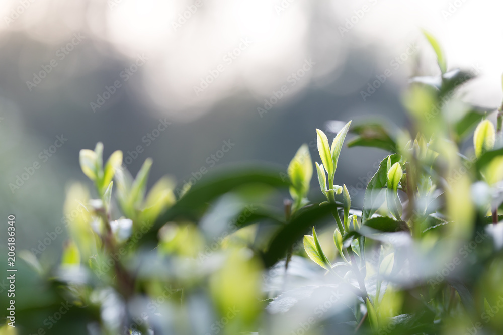 阳光下种植园的茶叶。