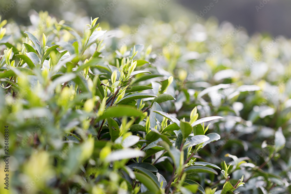 阳光下种植园的茶叶。