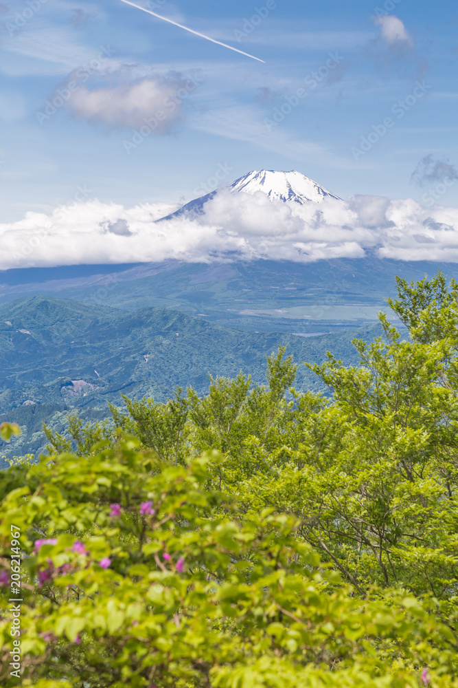 新緑と富士山