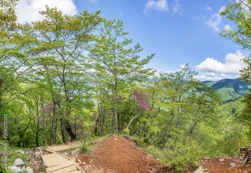 新緑の山の登山道