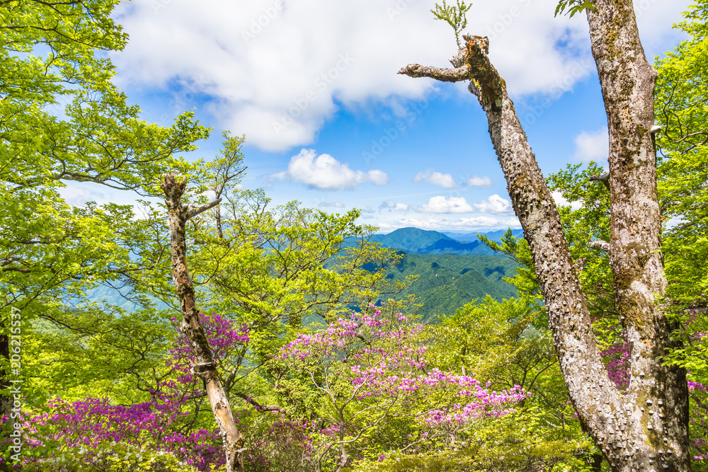 新緑の山