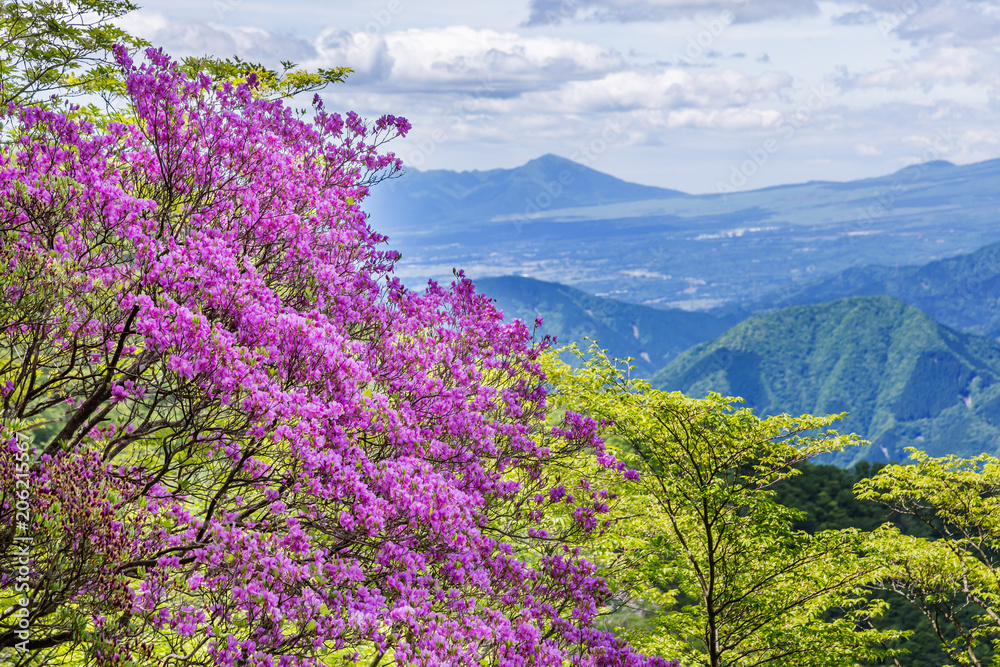 新緑の山