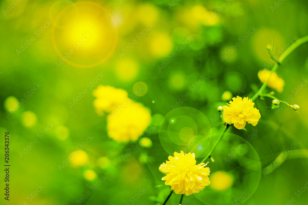 Spring flowers background