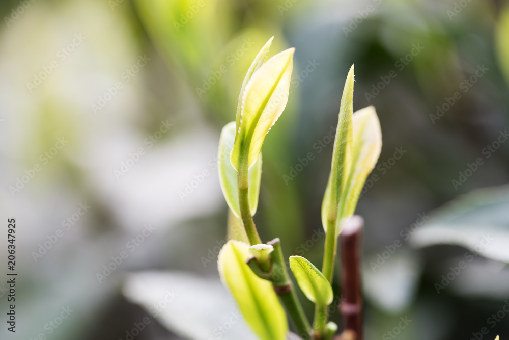 阳光下种植园的茶叶。