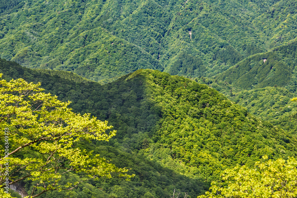 新緑の山