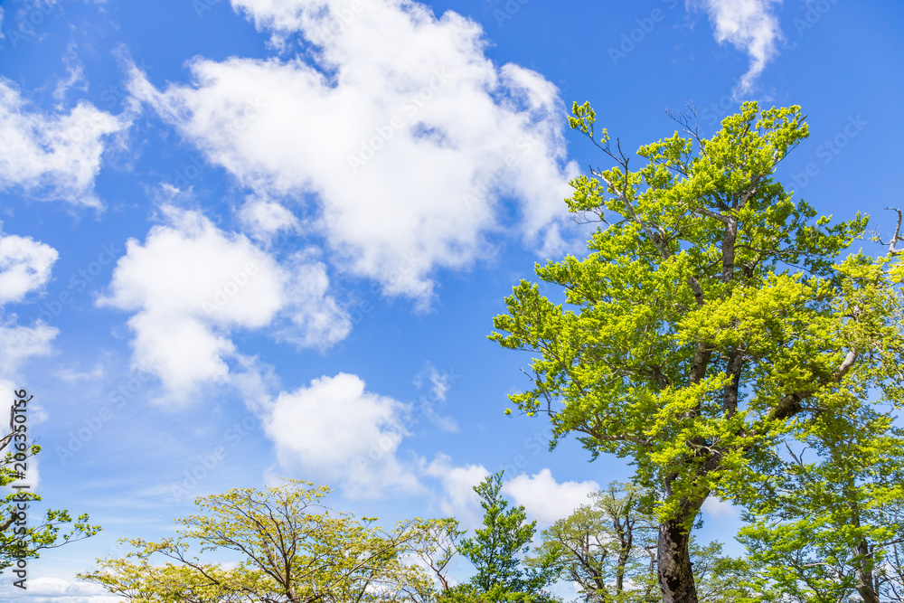 新緑と青空