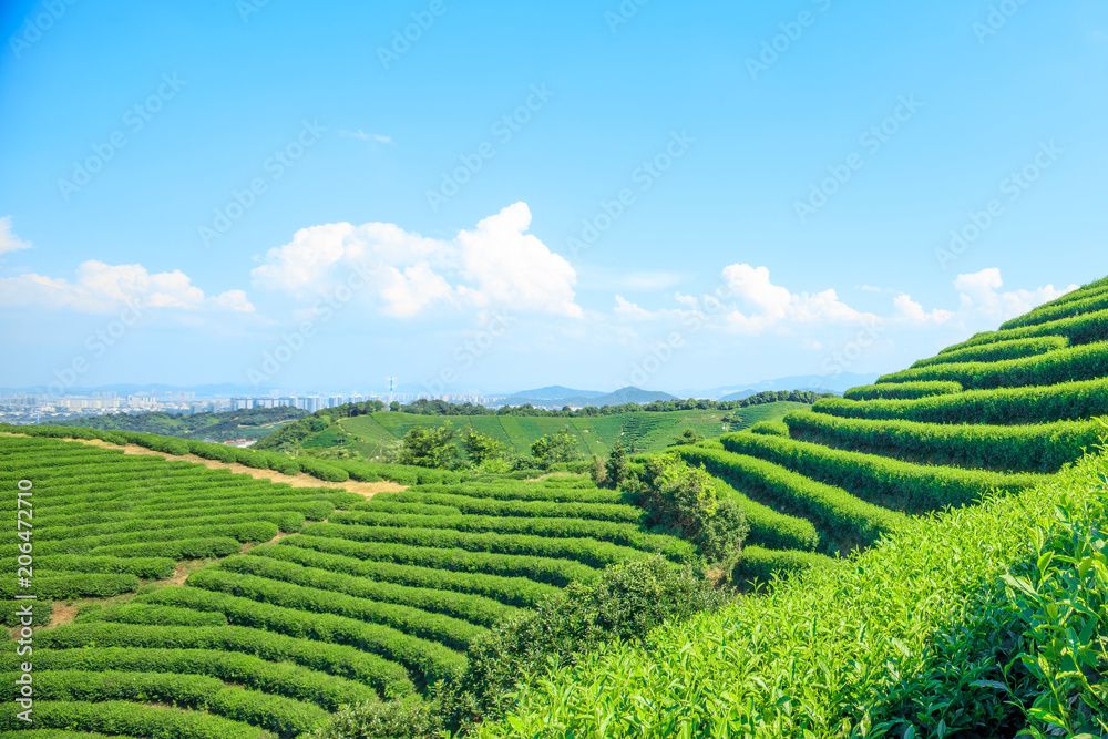 Green tea garden on the hill,china