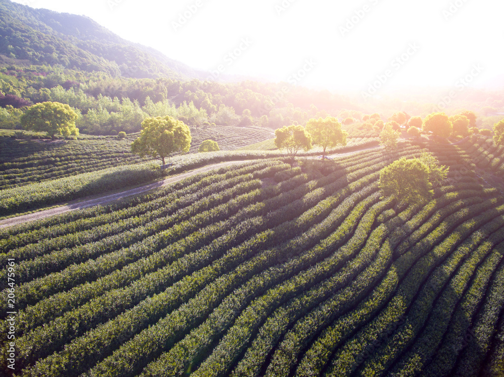 阳光下的山上茶园