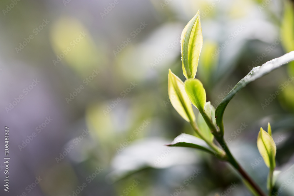 阳光下种植园的茶叶。