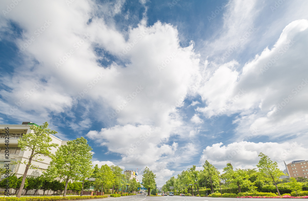 東京の新緑と空