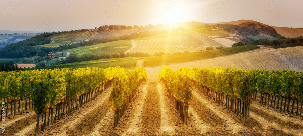 Vineyard landscape in Tuscany, Italy.