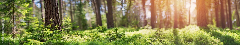 pine and fir forest panorama in spring. Pathway in the park