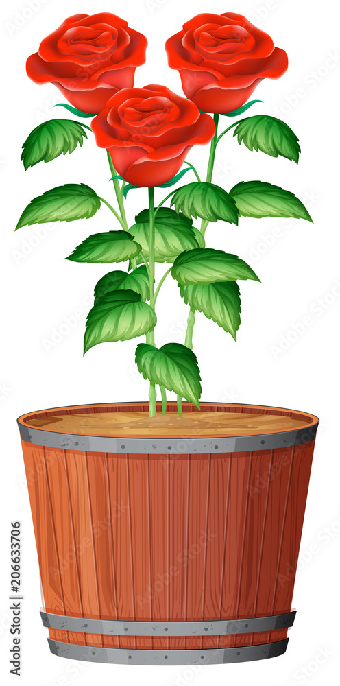 A Pot of Rose Plant