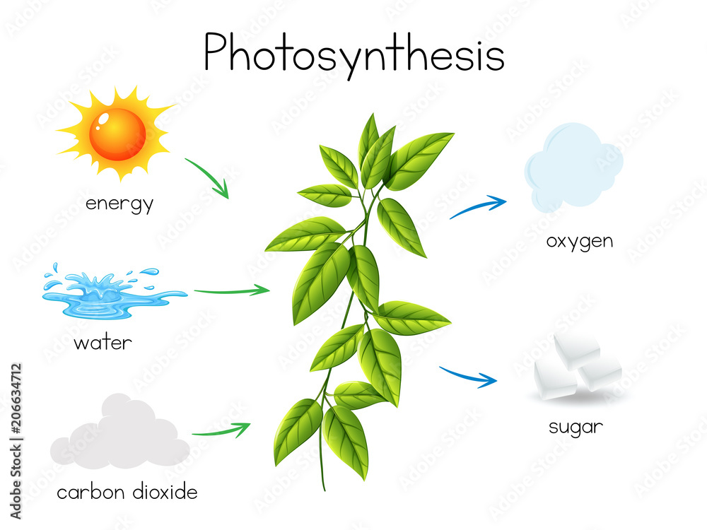 植物光合作用的载体