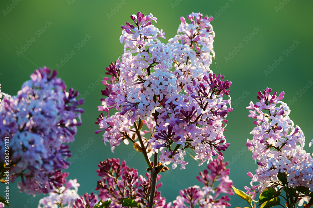 丁香花盛开。