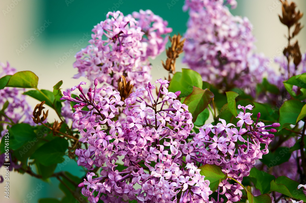 Lilac flowers in full bloom.