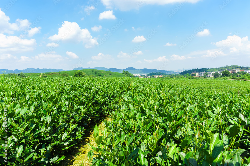 中国山上的绿茶花园