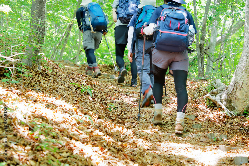 新緑の登山道