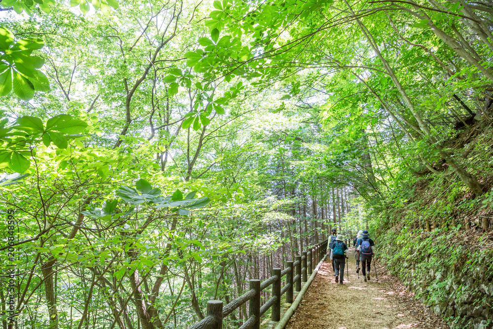 新緑の登山道