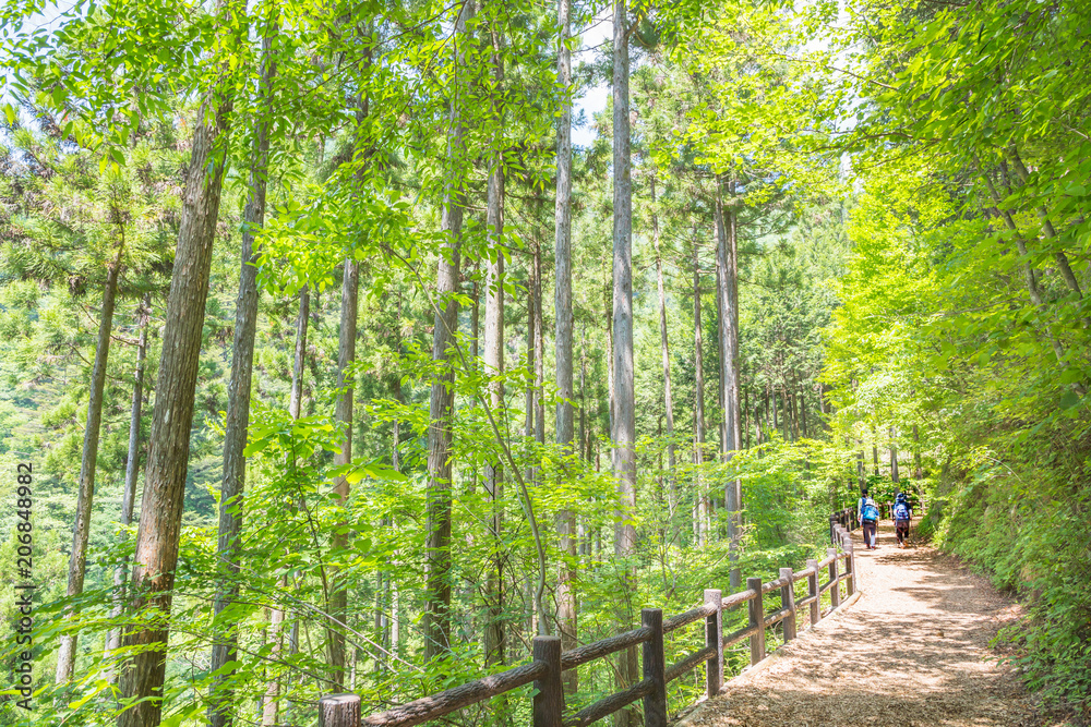 新緑の登山道