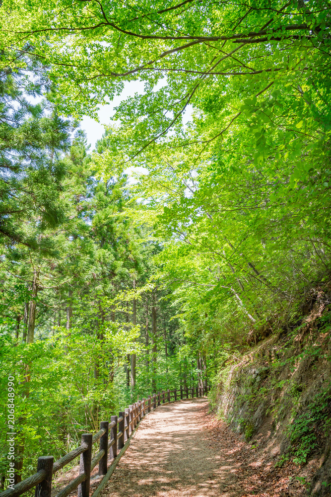 新緑の登山道