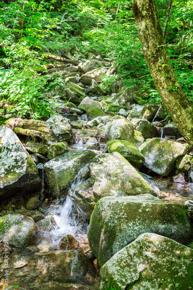 新緑と小川