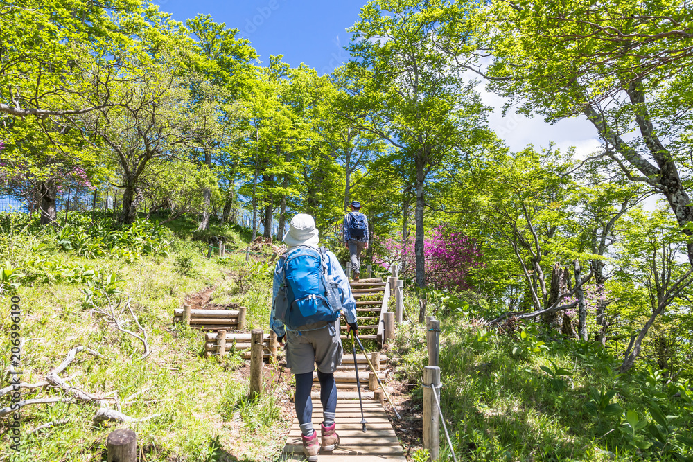 新緑の登山道