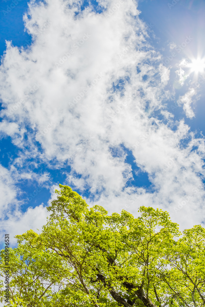 青空と雲と新緑