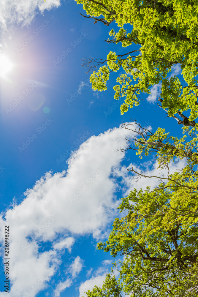 青空と雲と新緑