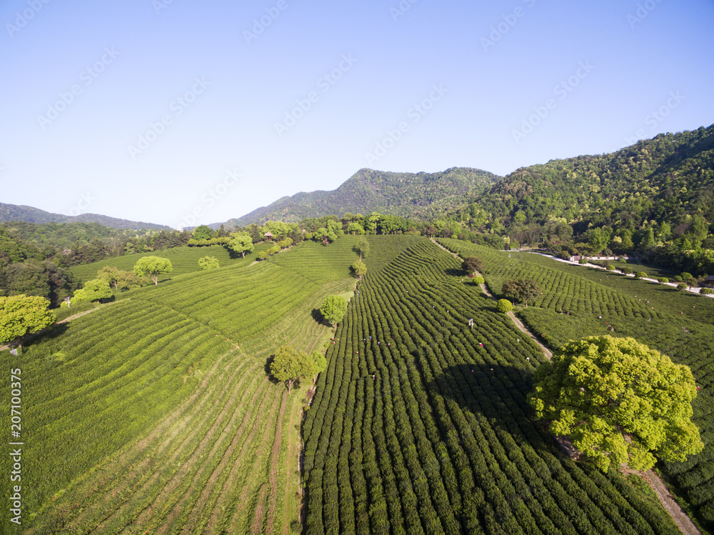 阳光下的山上茶园