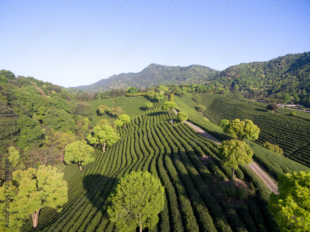 阳光下的山上茶园