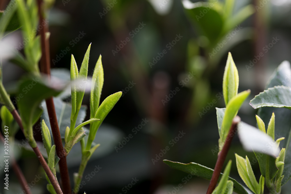 阳光下种植园的茶叶。