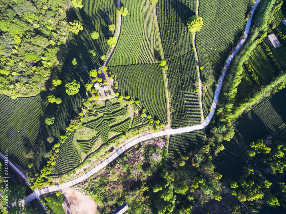 阳光下的山上茶园