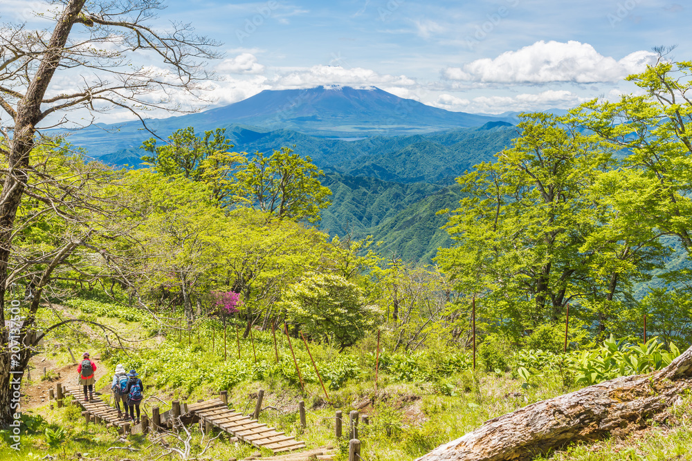 新緑の登山道